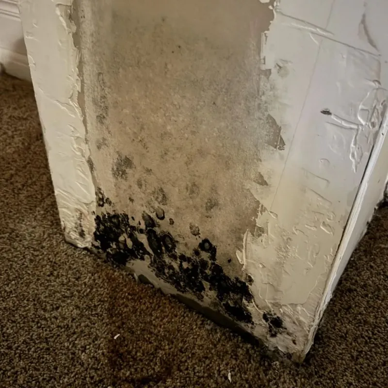 Professional Mold Removal in Thomasville, AL